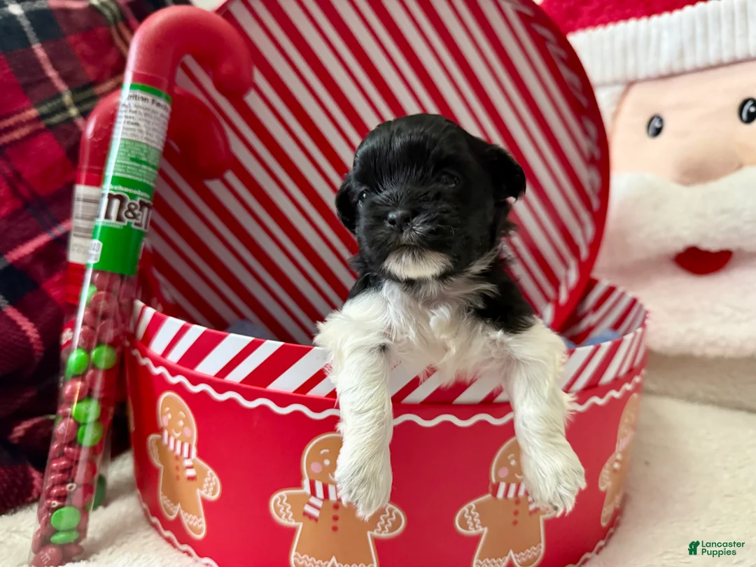 Shihpoo dogs for sale: Elphi - Ad 14