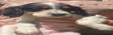 English Setter 4