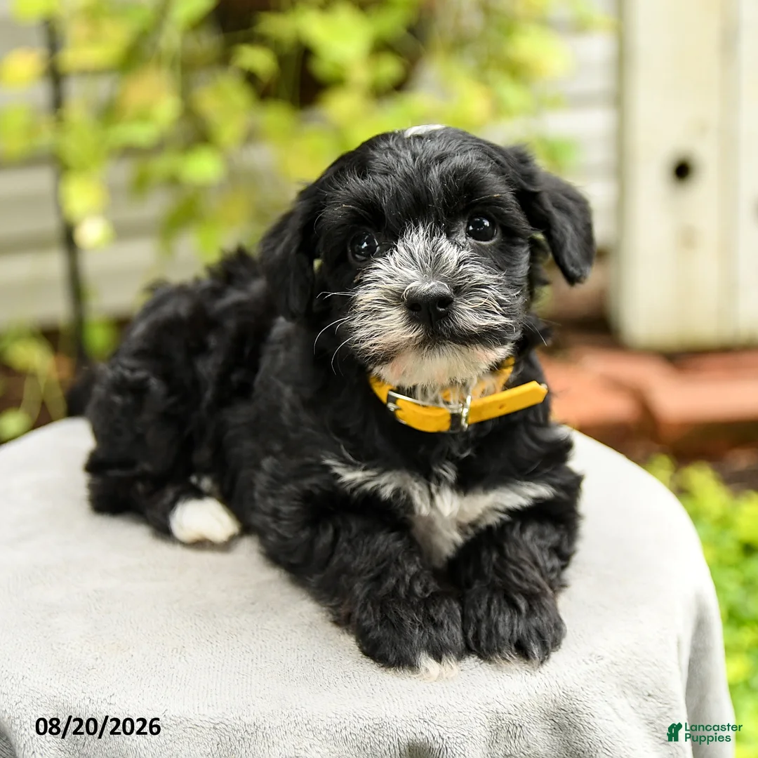 Yorkiepoo dogs for sale: Pollo - Ad 2