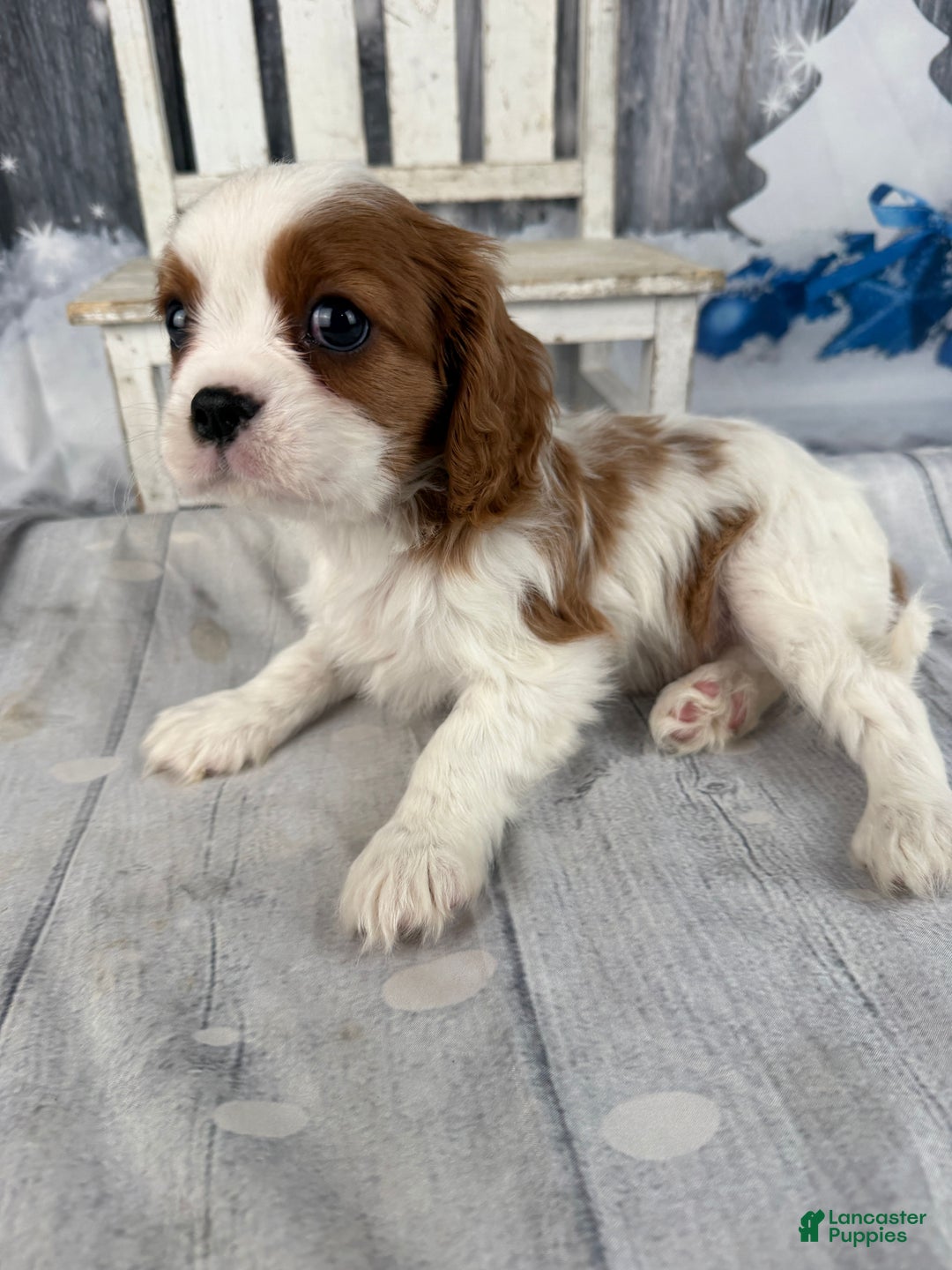 Cavalier King Charles Spaniel dogs for sale: Charlie - Ad 5