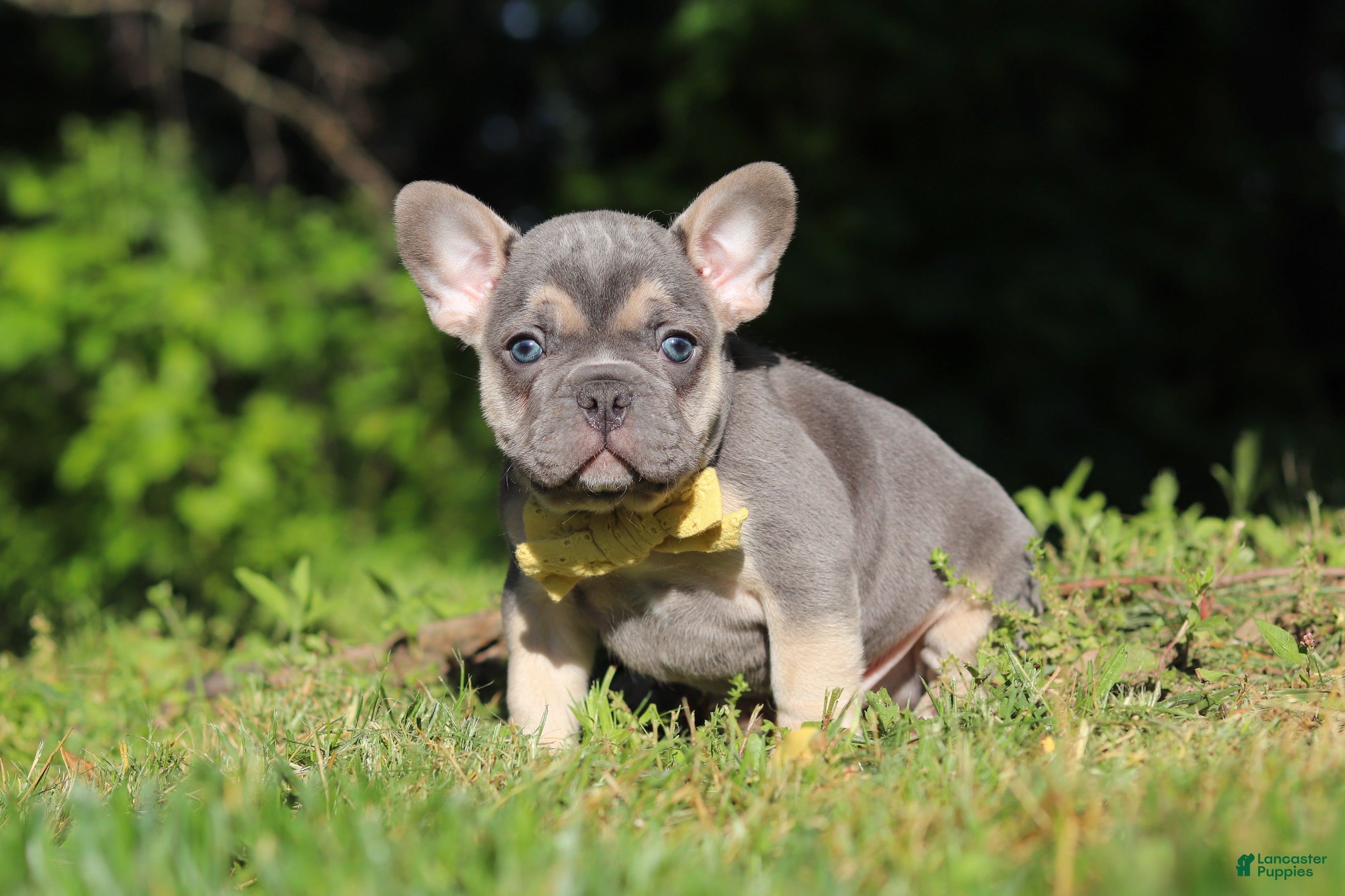 French Bulldog dogs for sale: Pete - Ad 11