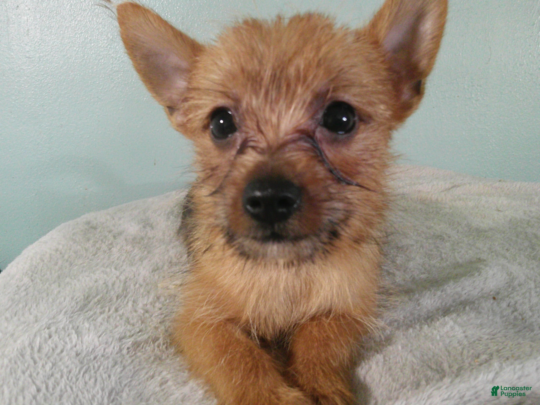 Mixed Breed dogs NOAH - Ad 1