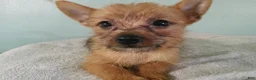 Mixed Breed dogs for sale: NOAH - Ad 1