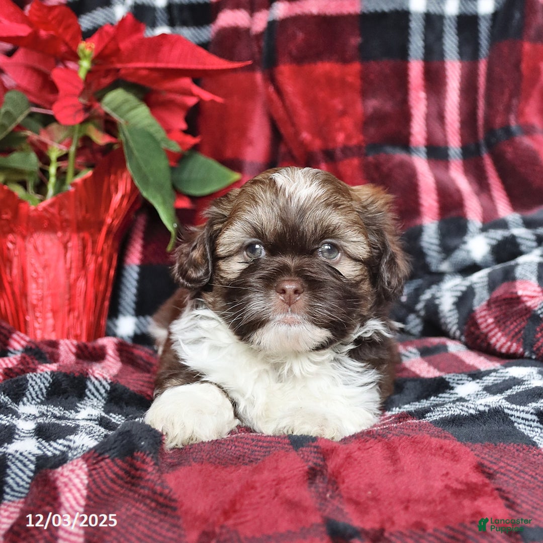 Mixed Breed dogs for sale: Diamond - Ad 2