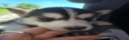 Siberian Husky dogs for sale: Siberian Husky Puppy 2 - Ad 11