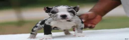 American Bully dogs for sale: Black Merle Female - Ad 7
