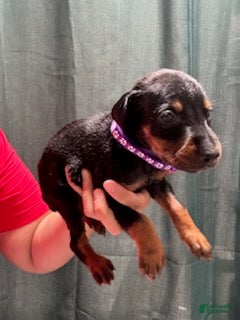 Doberman Pinscher dogs Purple Collar Female - Ad 2