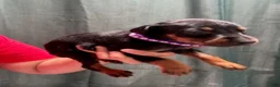 Doberman Pinscher dogs for sale: Purple Collar Female - Ad 2