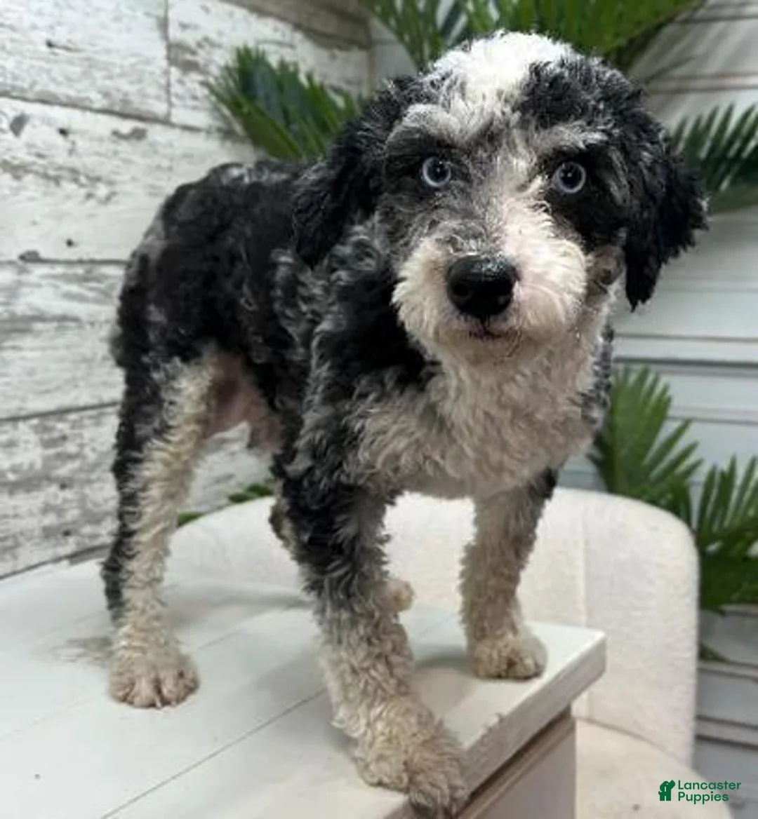 Mini Bernedoodle dogs for sale: Cookie - Ad 4