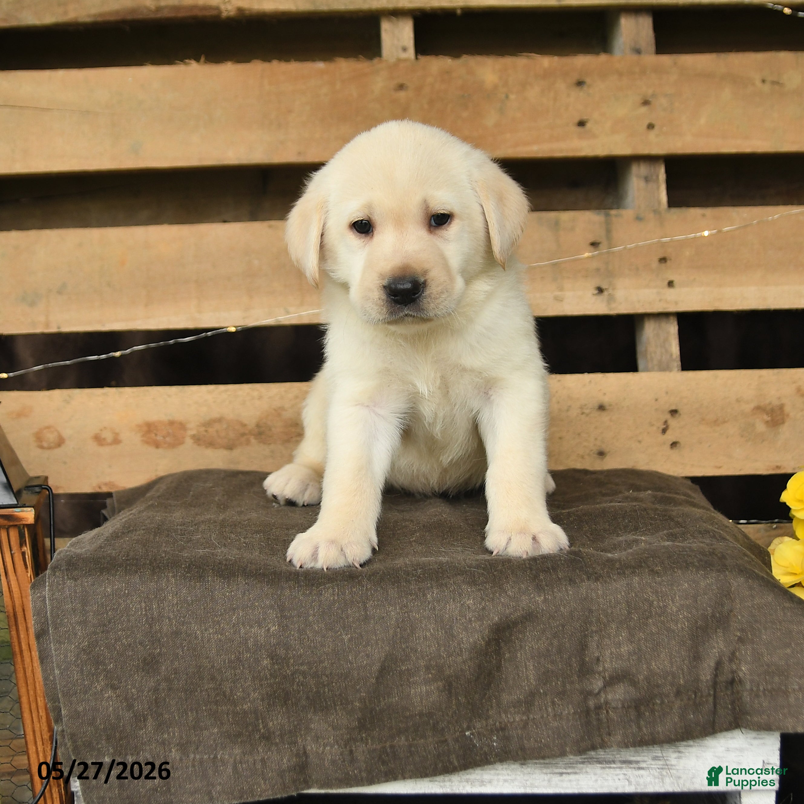 Labrador Retriever dogs Fara - Ad 1