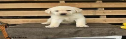 Labrador Retriever dogs for sale: Fara - Ad 1