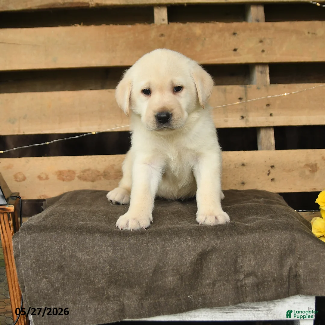 Labrador Retriever dogs for sale: Fara - Ad 1