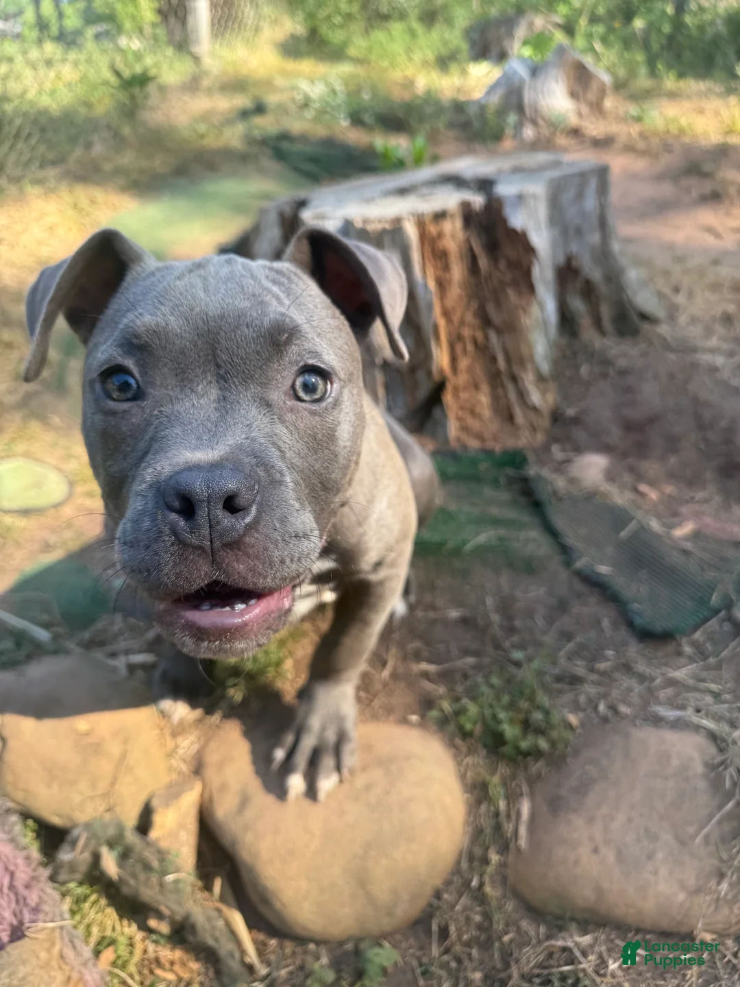 American Bully dogs for sale: Joker - Ad 2