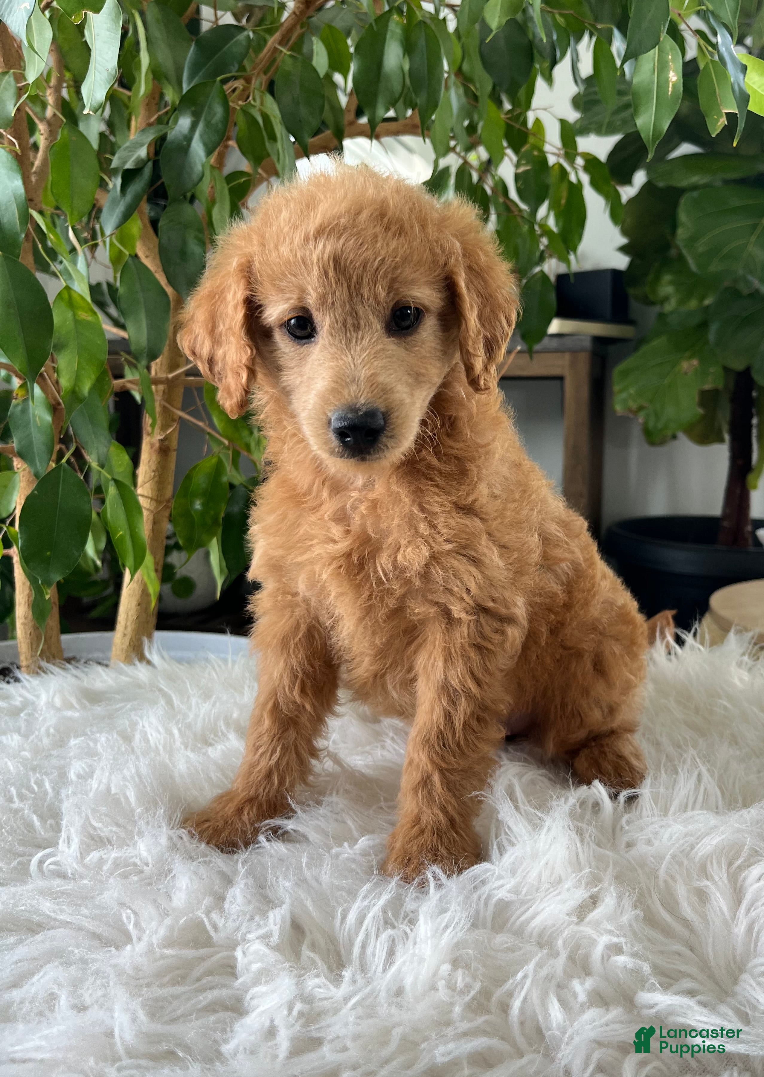 Mini Goldendoodle dogs Carrie - Ad 2