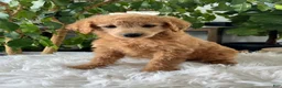 Mini Goldendoodle dogs for sale: Carrie - Ad 2