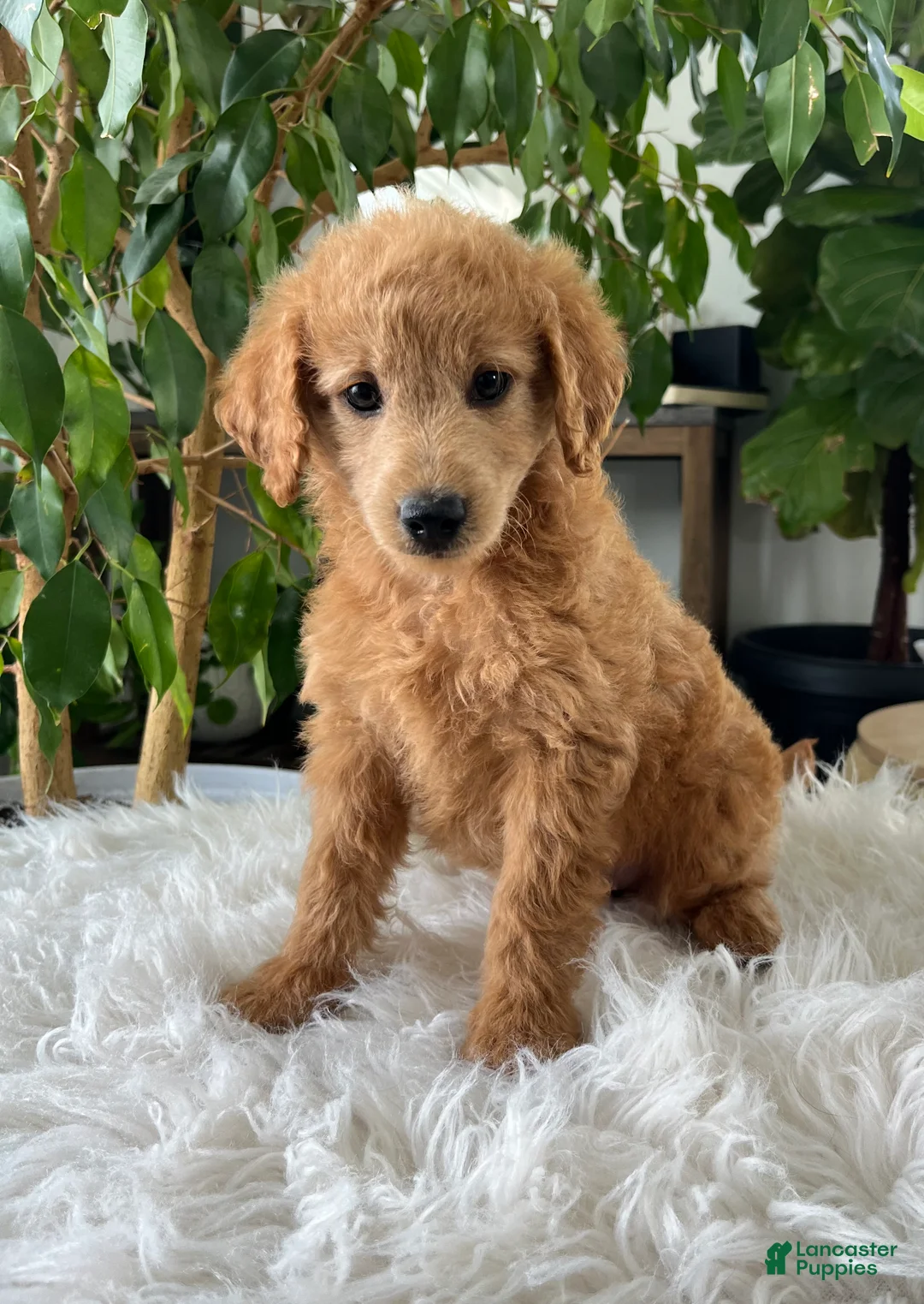 Mini Goldendoodle dogs for sale: Carrie - Ad 2