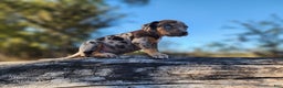 Catahoula Leopard Dog dogs for sale: Houdini 2025 Female 1 - Ad 13