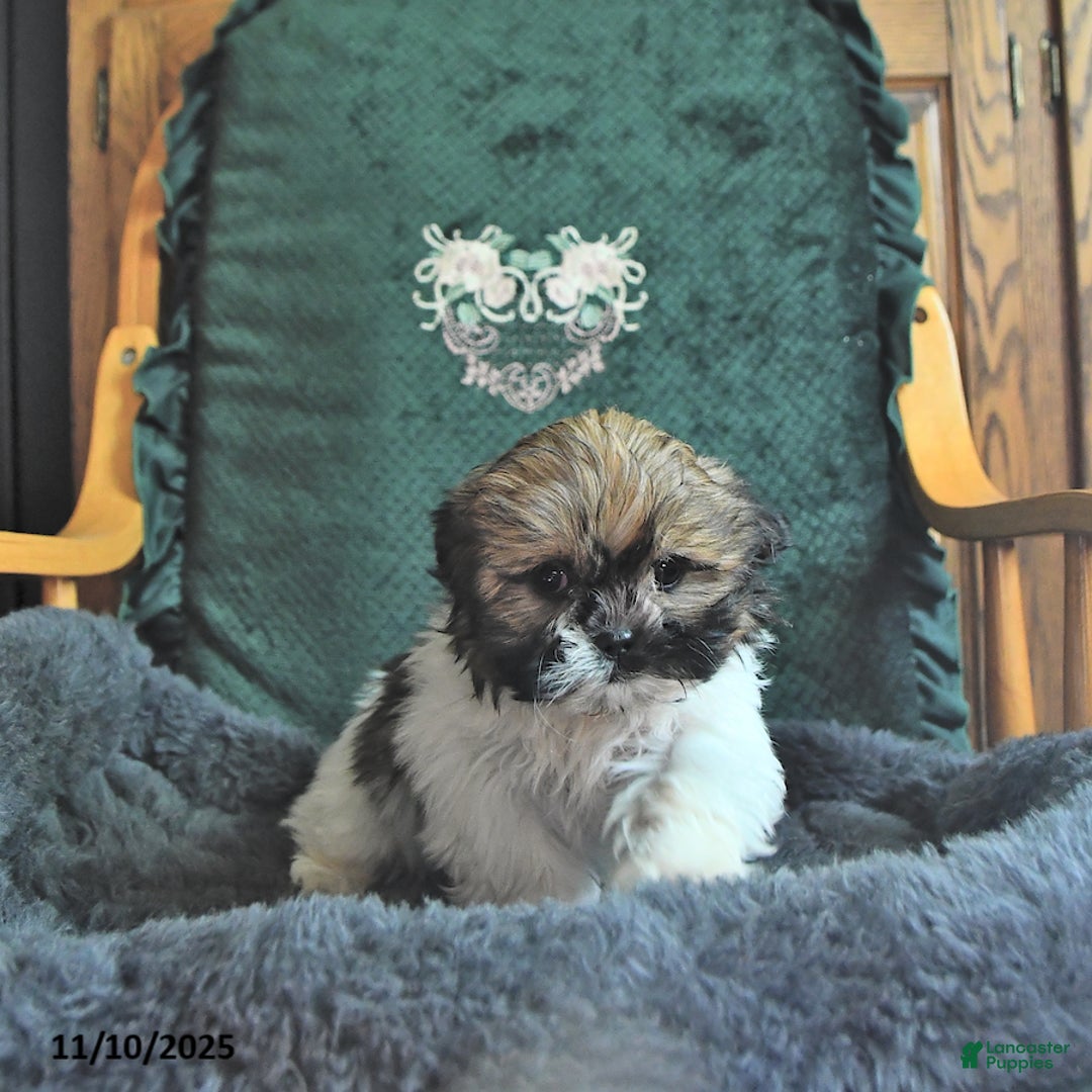 Shih Tzu dogs for sale: Carla - Ad 2