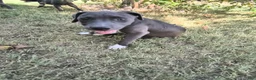 American Pit Bull Terrier dogs for sale: Luna - Ad 5