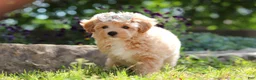 Maltipoo dogs for sale: Posie - Ad 4