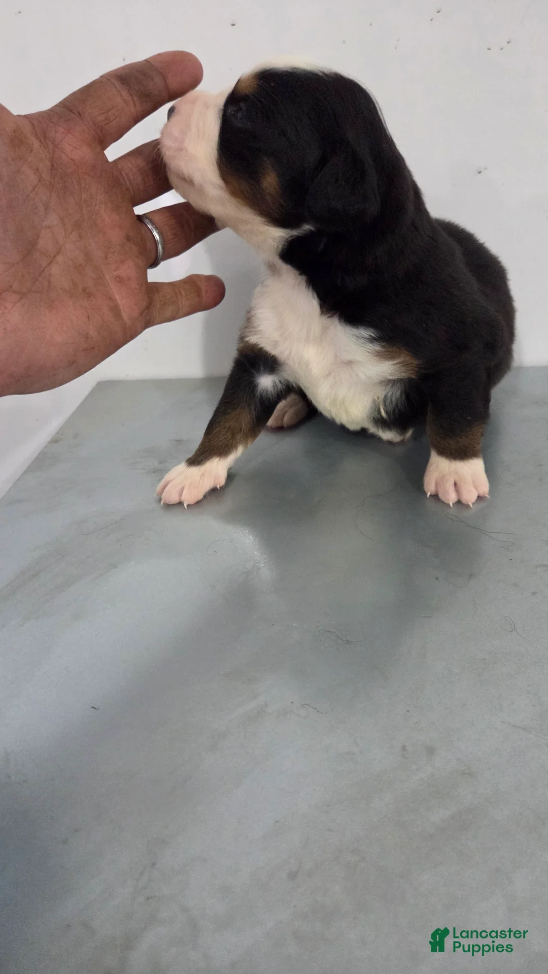 Bernese Mountain Dog dogs for sale: Bernese Mountain Dog Puppy 2 - Ad 2