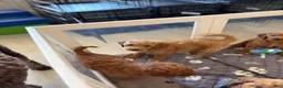 Goldendoodle dogs for sale: Thomas - Ad 7
