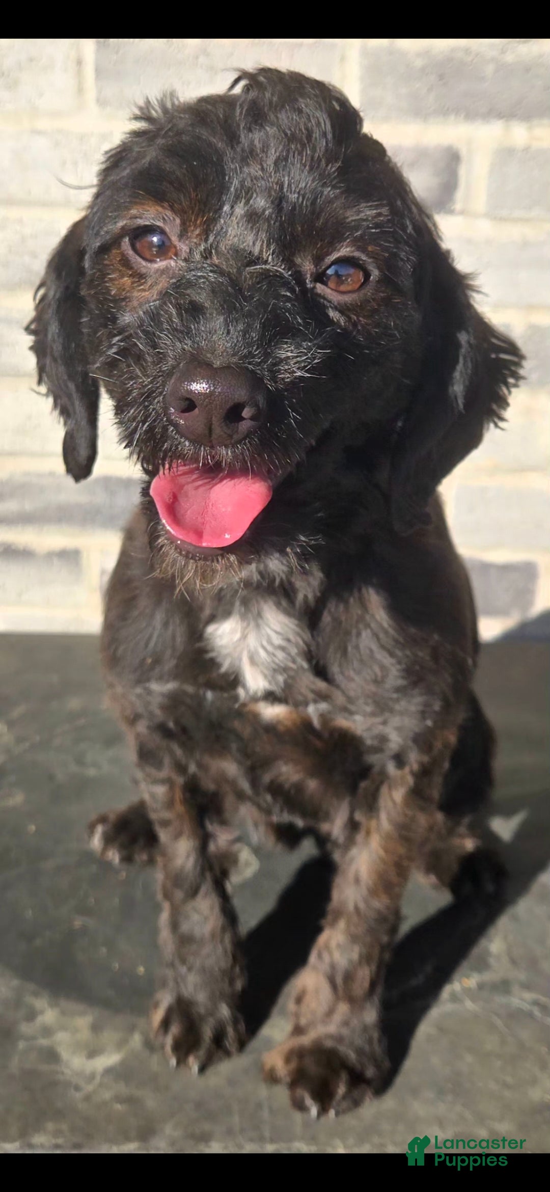 Bernedoodle dogs Cora - Ad 2