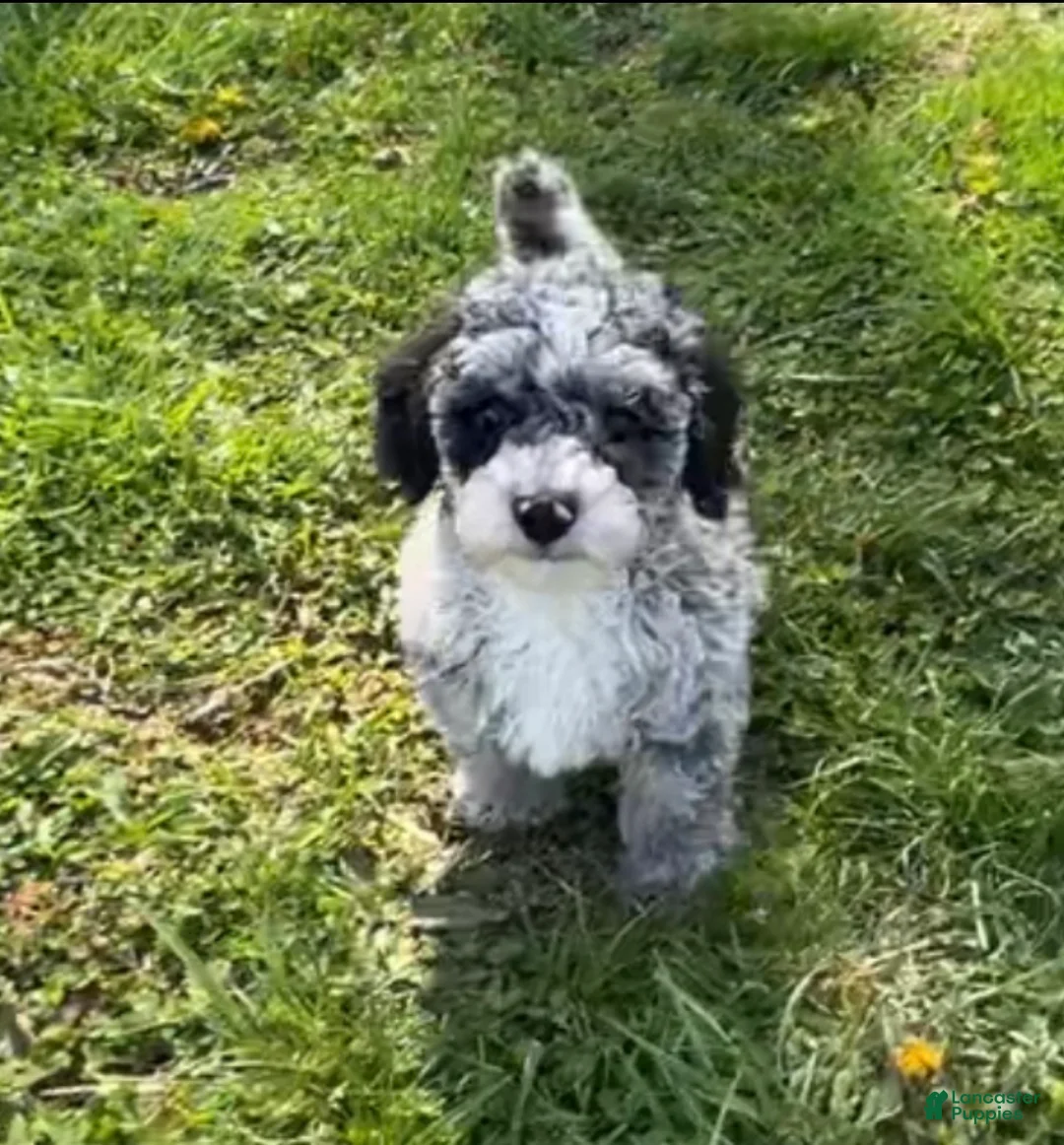 Miniature Poodle dogs for sale: Miniature Poodle Puppy 1 - Ad 1
