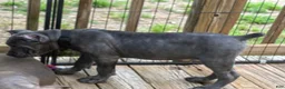 Cane Corso dogs for sale: Black - Ad 5