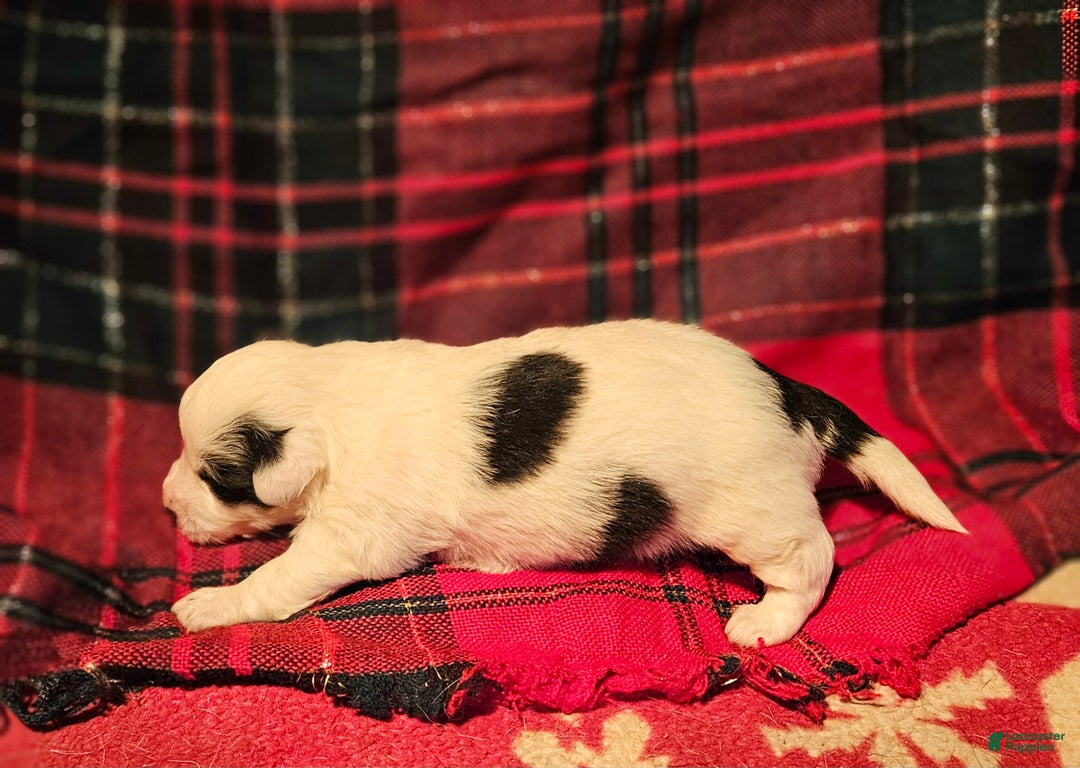 Chihuahua dogs for sale: Elmo - Ad 1