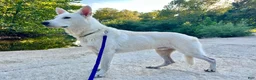 German Shepherd dogs for sale: Sylvia  - Ad 8