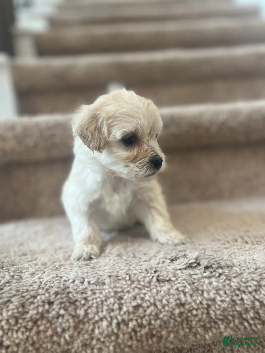 Maltipoo dogs for sale: Briana - Ad 6