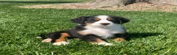 Bernese Mountain Dog dogs for sale: JJ - Ad 5