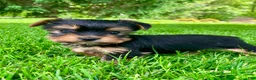 Yorkshire Terrier dogs for sale: Atlas - Ad 8