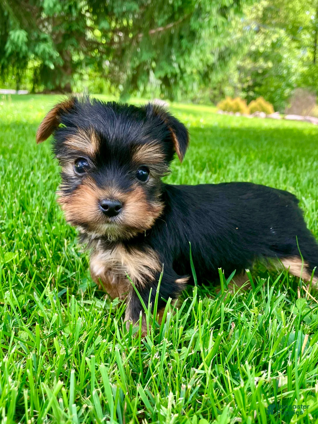 Yorkshire Terrier dogs for sale: Atlas - Ad 8
