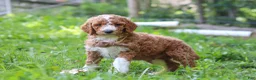 Standard Poodle dogs for sale: Wyatt AKC - Ad 5