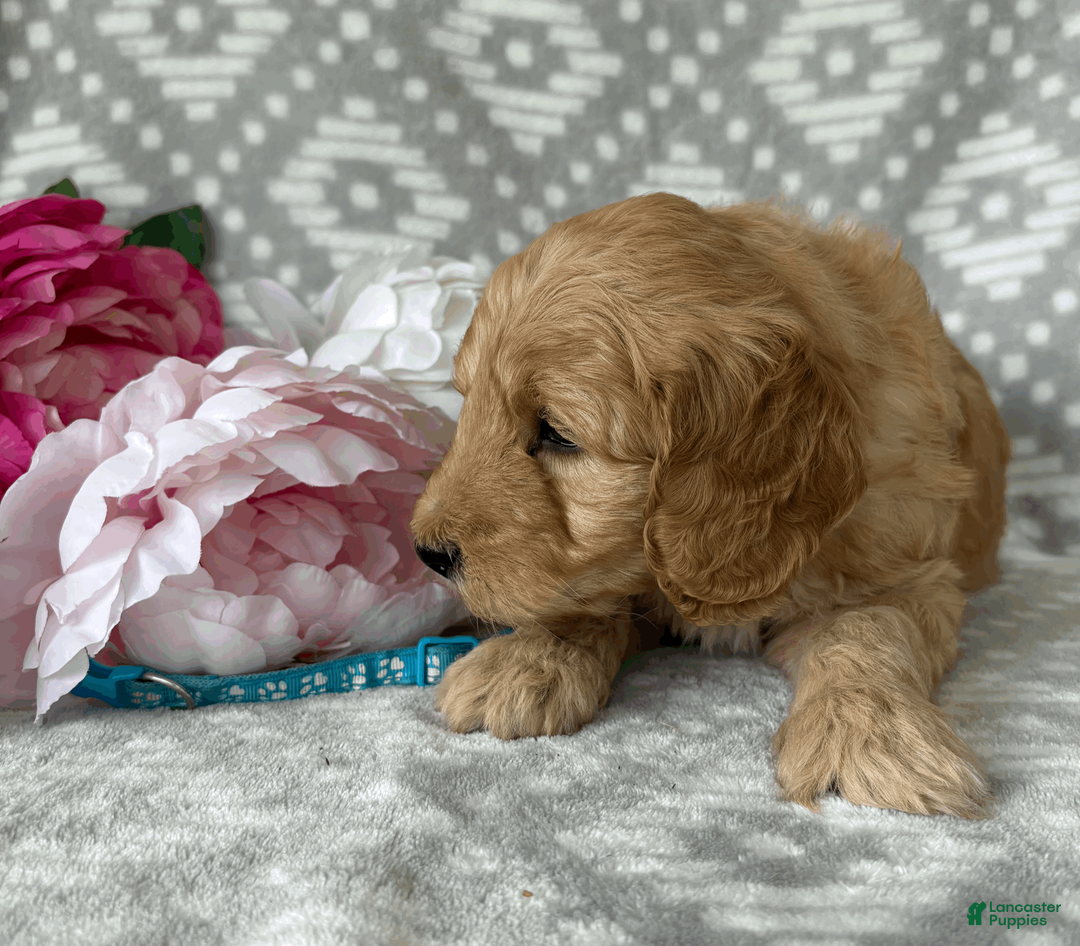 Goldendoodle dogs for sale: Birch - Ad 2