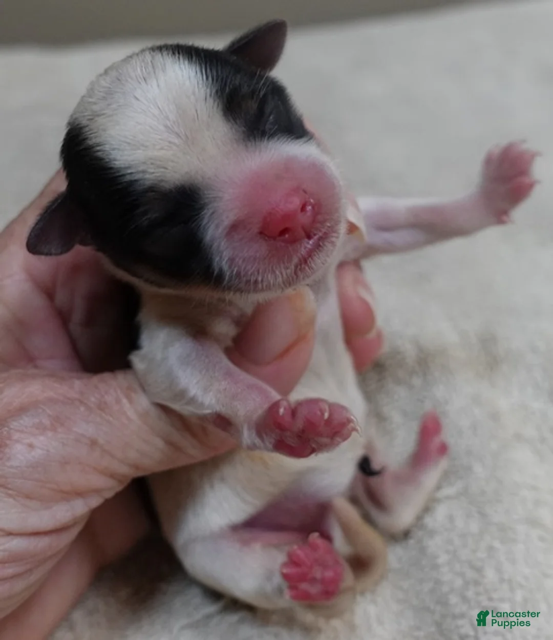 Yorkshire Terrier dogs for sale: Lexiea - Ad 2