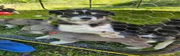 Mixed Breed dogs for sale: Sneezy - Ad 5