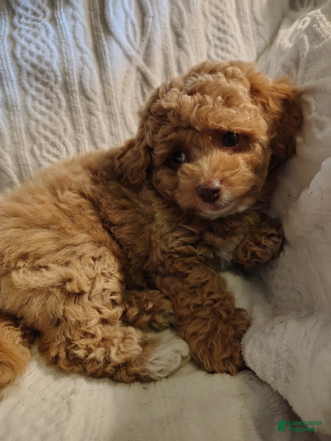 Toy Poodle dogs for sale: Cuddles Toy Poodle 2 - Ad 1