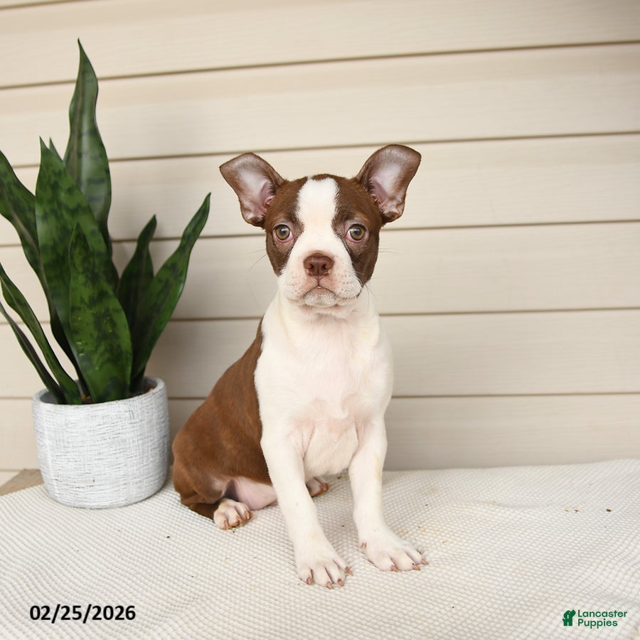 Boston Terrier dogs Caramel - Ad 1