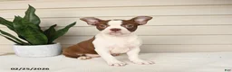 Boston Terrier dogs for sale: Caramel - Ad 1