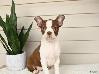 Boston Terrier dogs for sale: Caramel - Ad 3