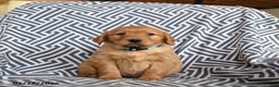Golden Retriever dogs for sale: Lentil - Ad 2