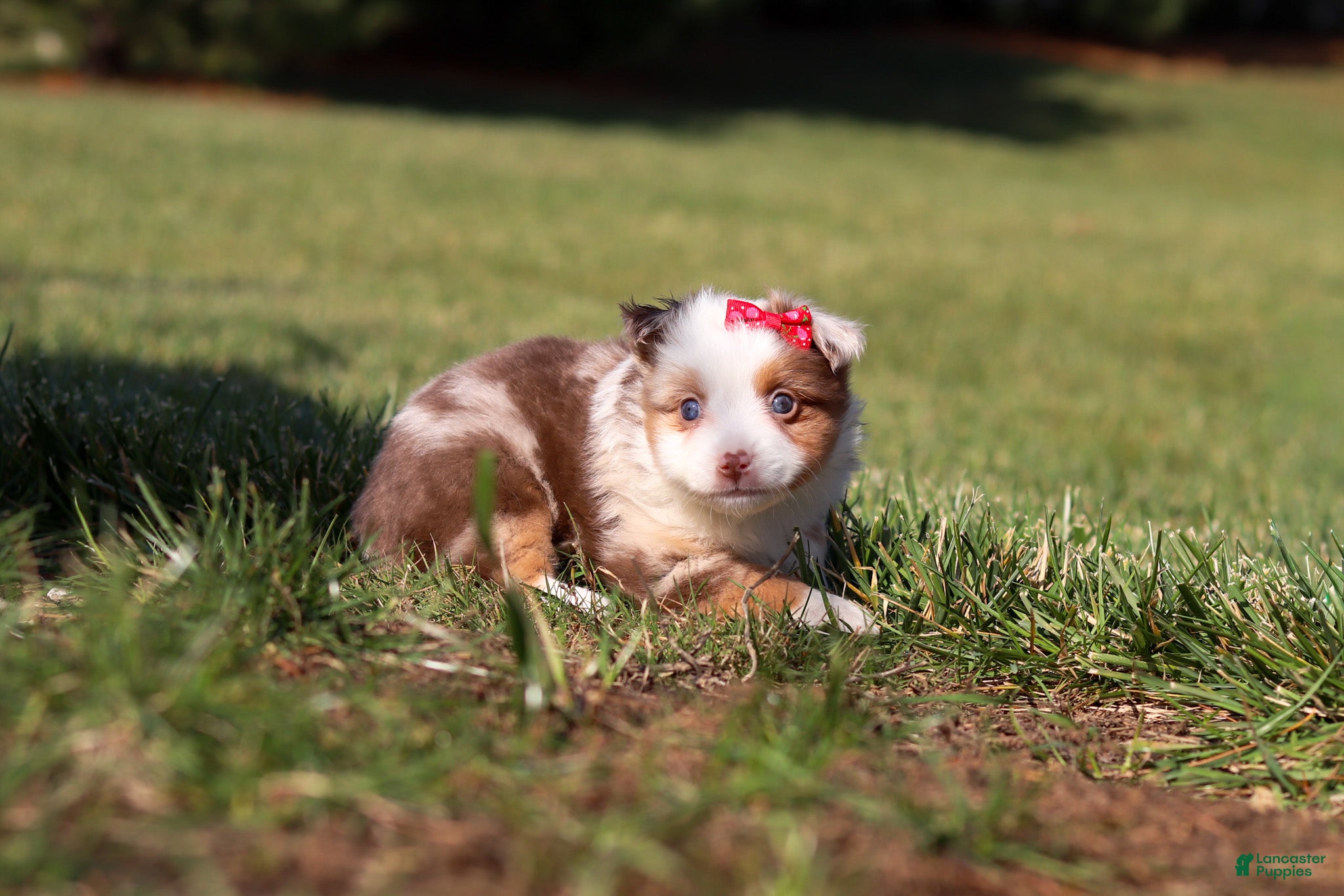 Miniature Australian Shepherd dogs Snowy - Ad 23