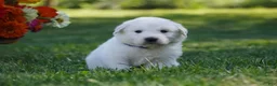 Great Pyrenees dogs for sale: AKC Orion - Ad 4