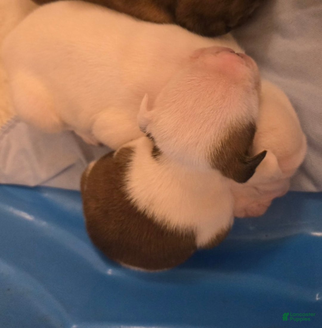 English Bulldog dogs for sale: Linus - Ad 4