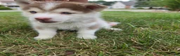 Pomsky dogs for sale: charlotte - Ad 9