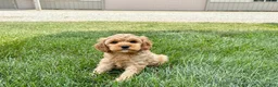 Mixed Breed dogs for sale: Cockapoo/Cavapoo male 1 - Ad 8