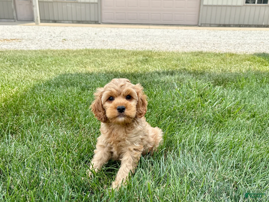Mixed Breed dogs for sale: Cockapoo/Cavapoo male 1 - Ad 8